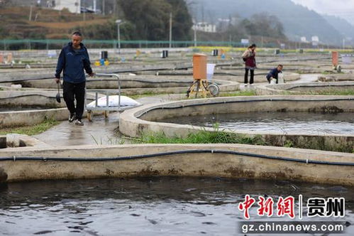 鱘魚躍動務川溪 產業興旺促振興——看務川如何以特色養殖與配套服務激活鄉村經濟