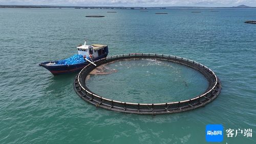 闖出精彩 臨高漁民敢闖敢試，向深海養殖進軍